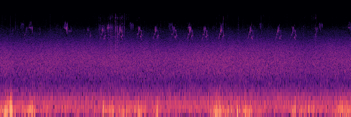 Spectrogram: Animal Movement, Bird Chorus, and River